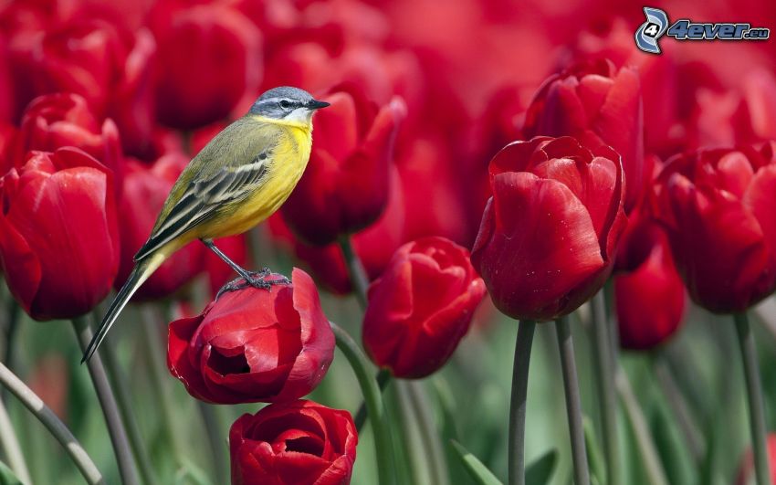 pájaro, tulipanes rojos