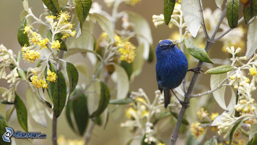 pajaro azul, pájaro en una rama
