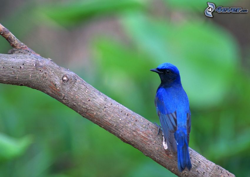 pájaro azul en una rama