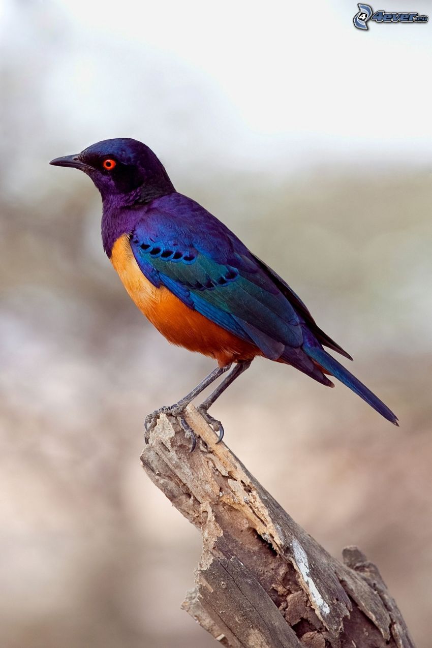 pájaro colorido, madera