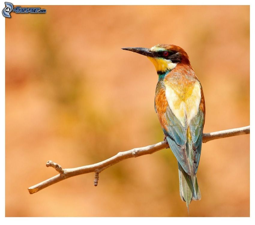 pájaro colorido, pájaro en una rama