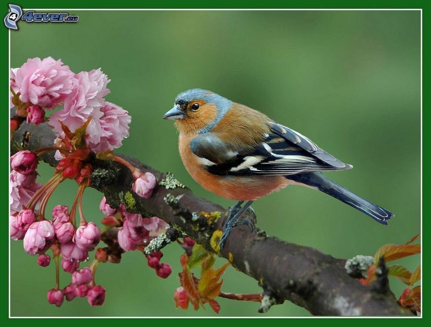 pájaro en una rama, flores de color rosa