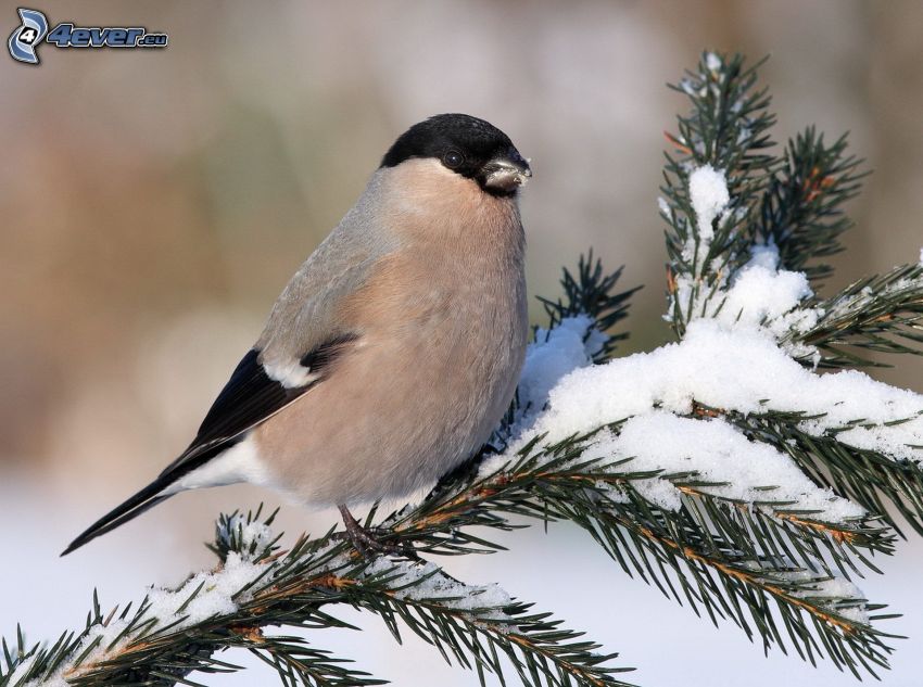 pájaro en una rama, ramita de coníferas, nieve