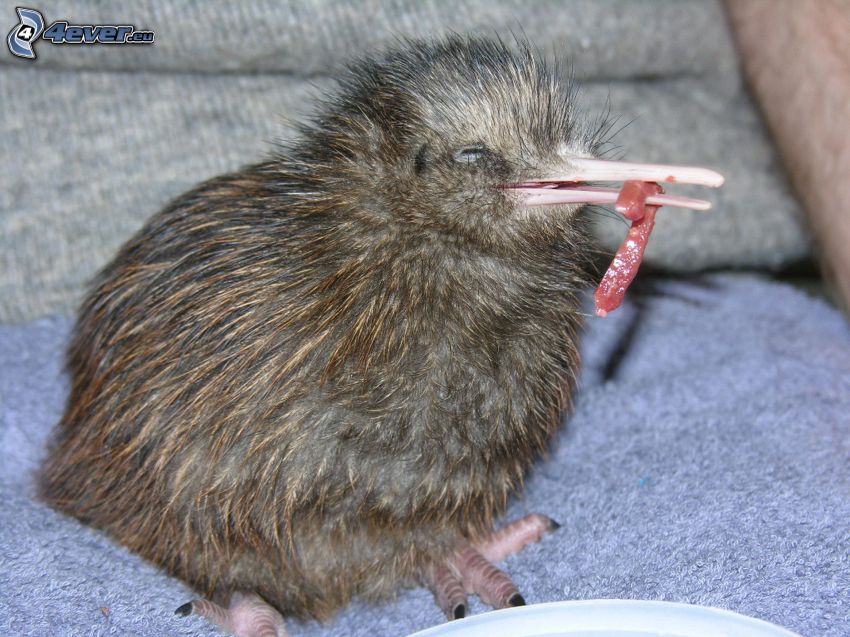 pájaro kiwi, alimento
