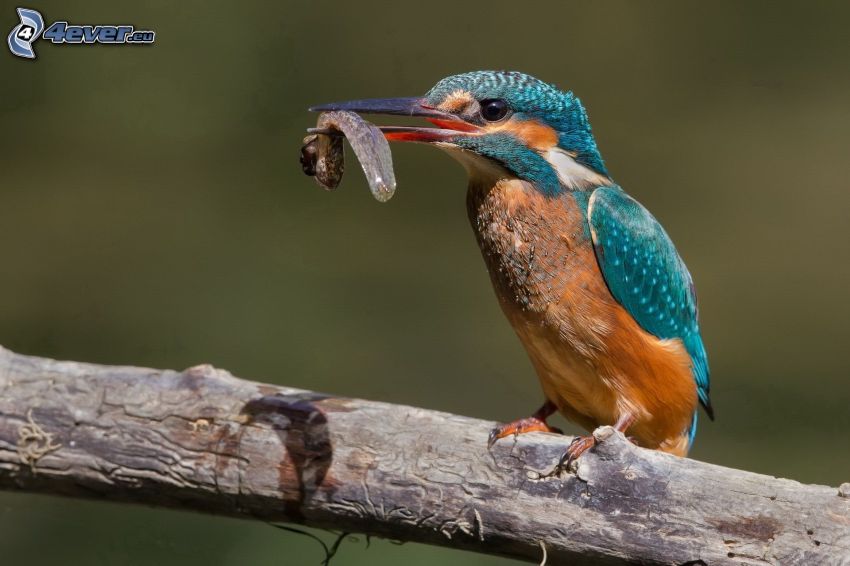 pájaro que pesca en agua, alimento, madera