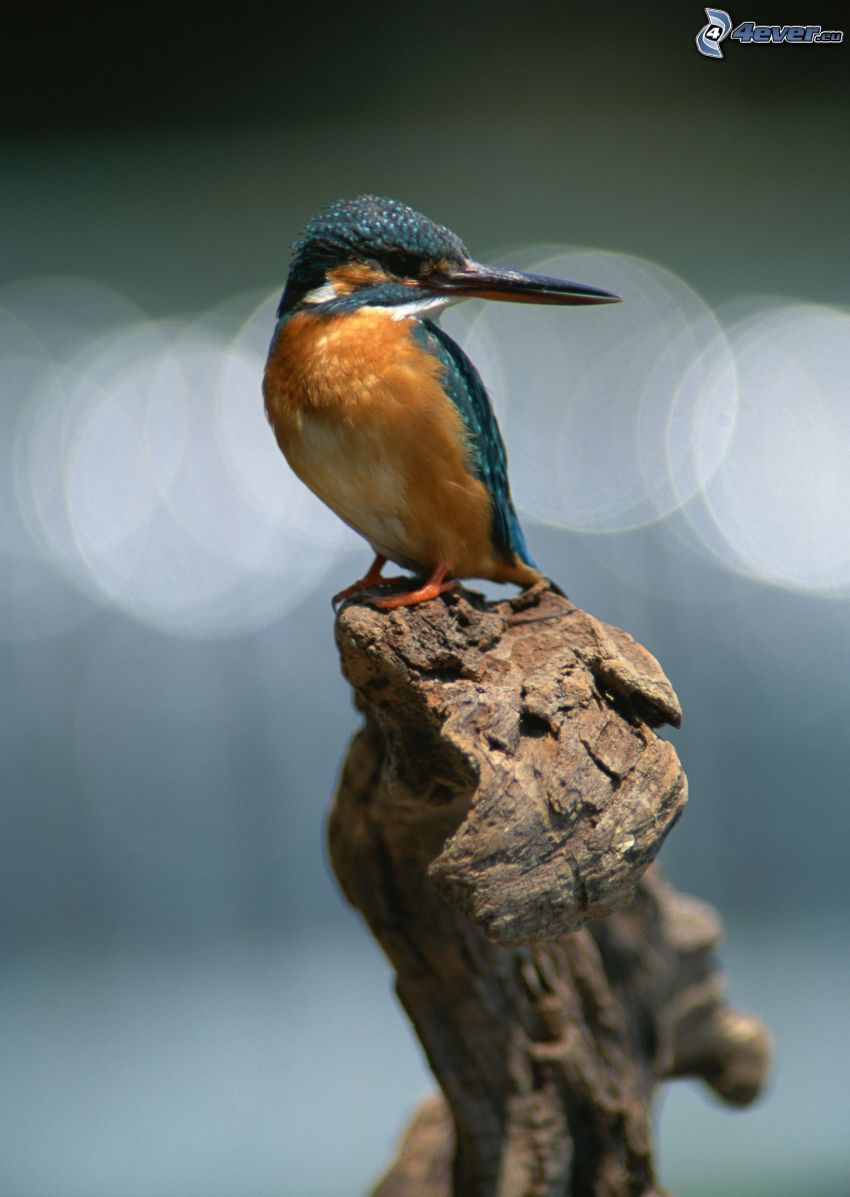 pájaro que pesca en agua, madera