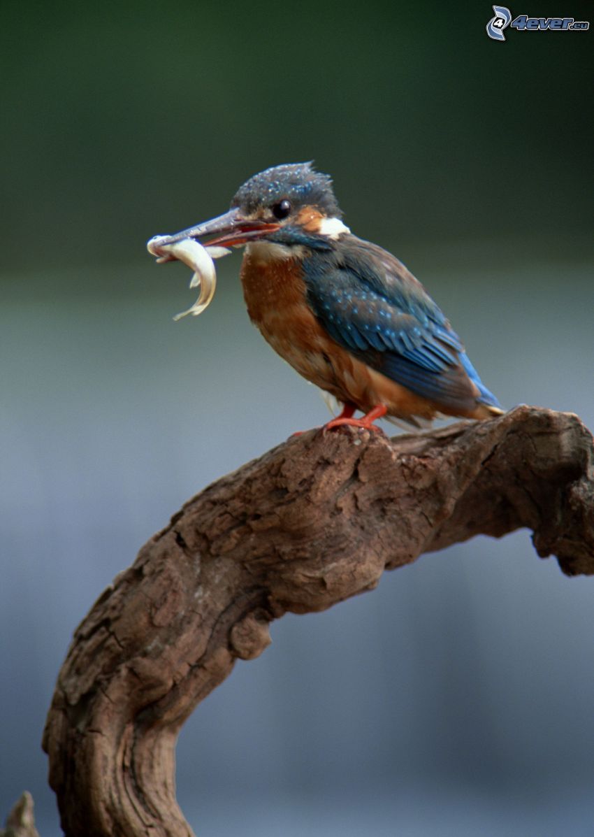 pájaro que pesca en agua, pez, alimento, madera