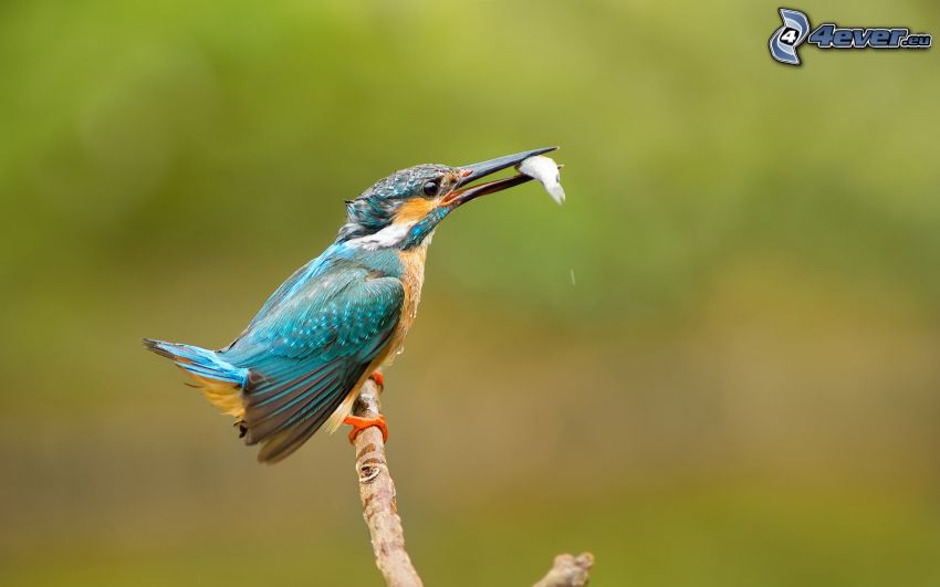 pájaro que pesca en agua, pez, ramita