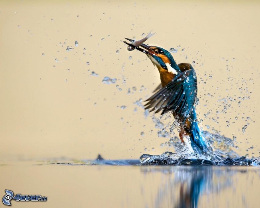 pájaro que pesca en agua, pez, splash