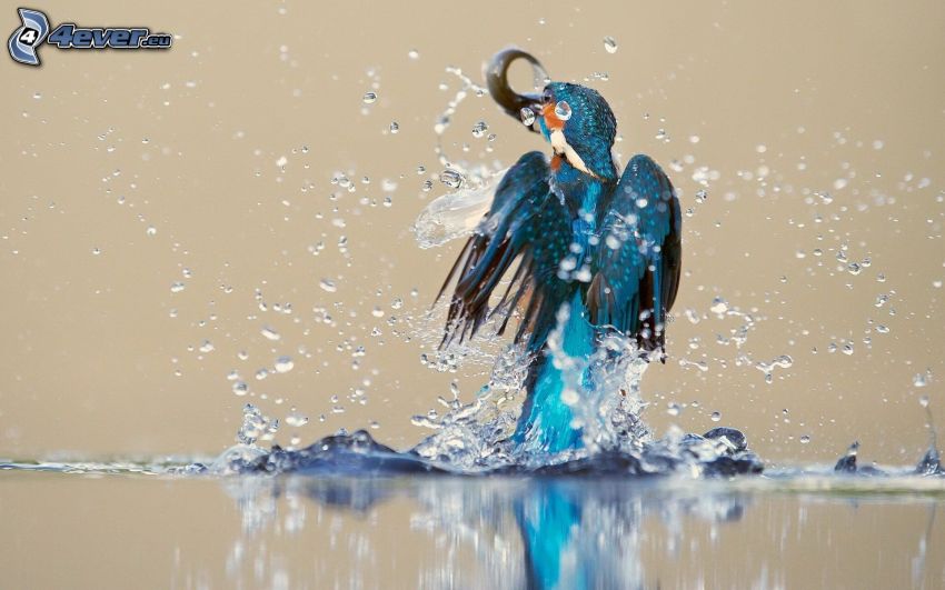 pájaro que pesca en agua, splash