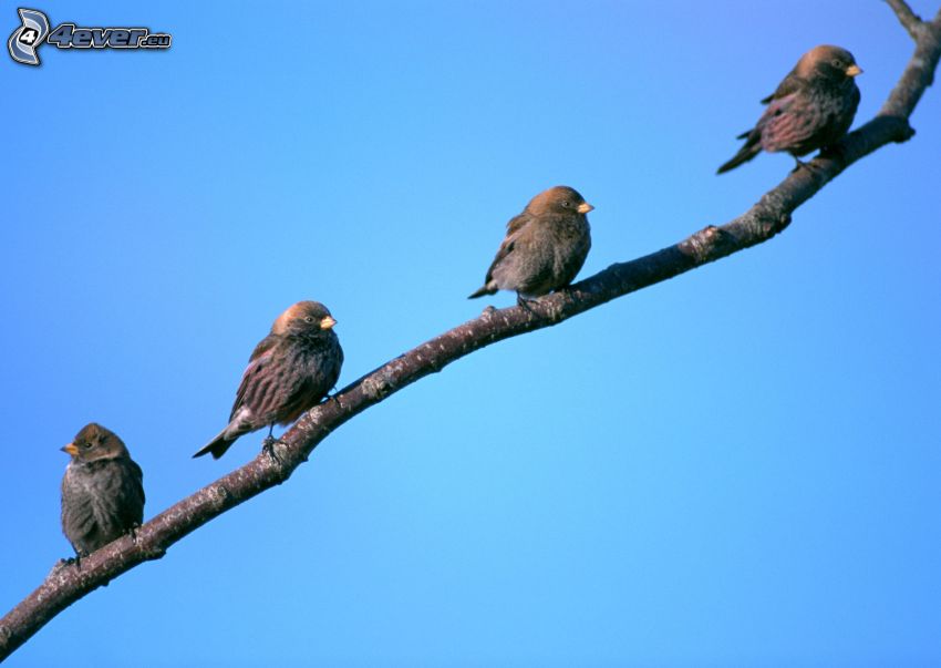 pájaros en una rama