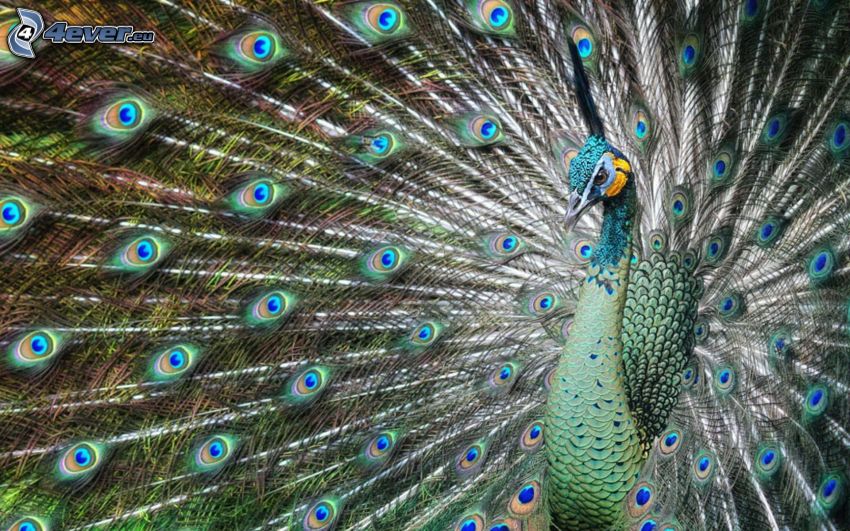 pavo real