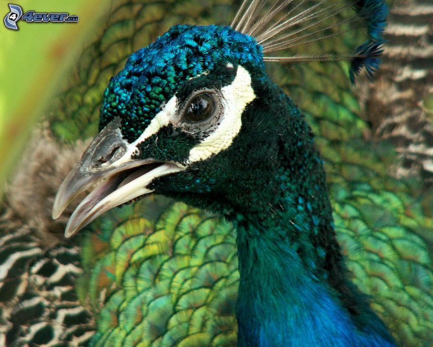 pavo real