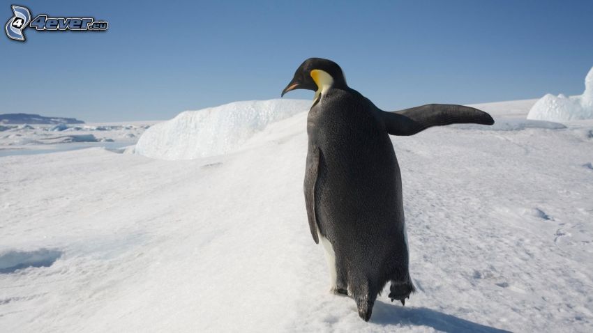 pingüino, Ártico, nieve