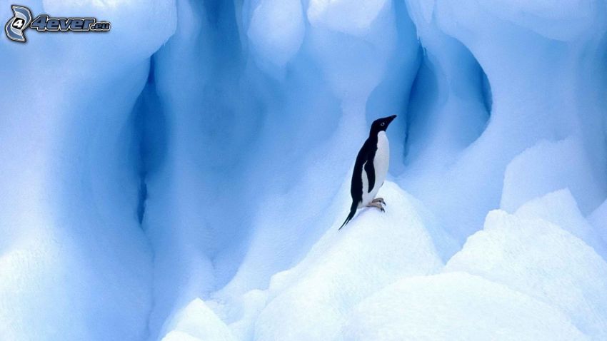 pingüino, hielo