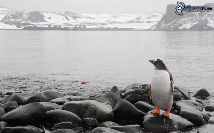 pingüino, piedras, montañas rocosas, nieve