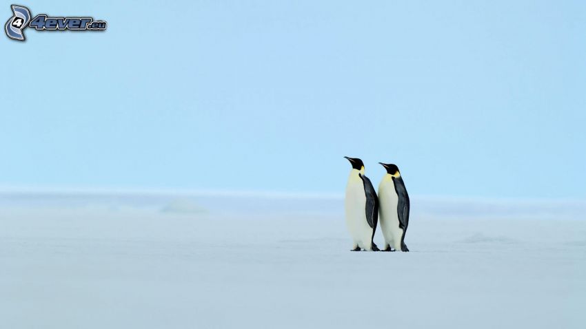 pingüinos, nieve