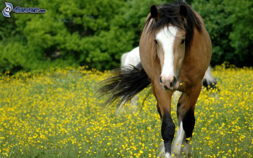 caballo, flores amarillas