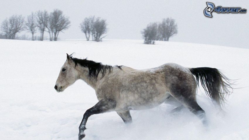 caballo, nieve