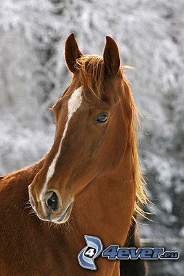 caballo