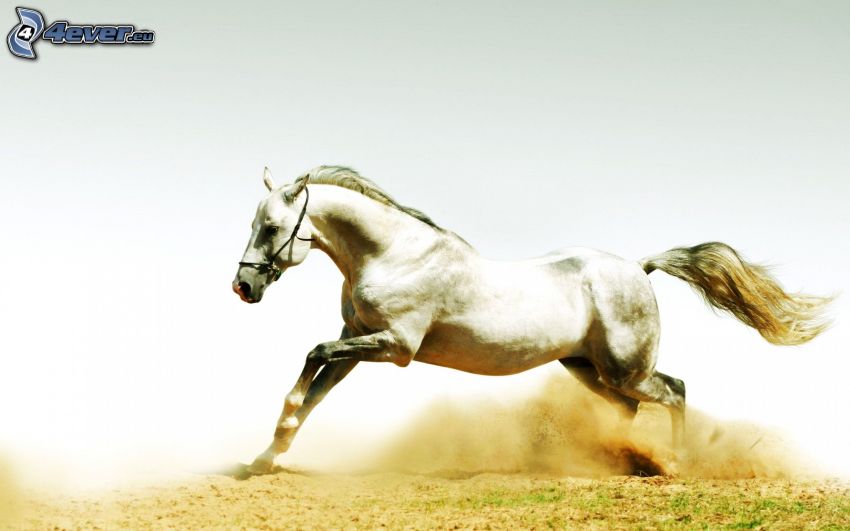 caballo blanco, carrera, polvo