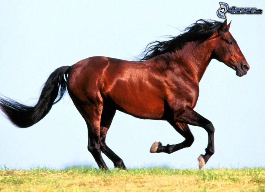 caballo corriendo, naturaleza, prado, hierba