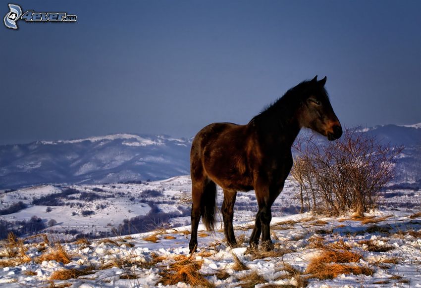 caballo de trabajo, paisaje de invierno, vista del paisaje, nieve