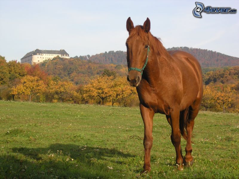 caballo en el prado
