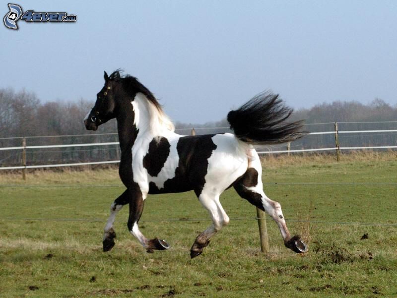 caballo en el prado