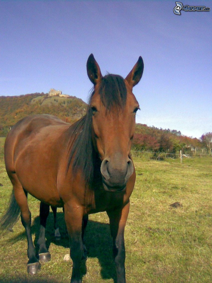 caballo marrón, caballo semental