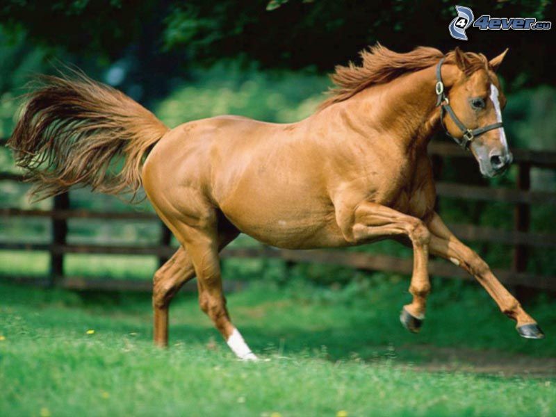 caballo marrón, galope, hierba