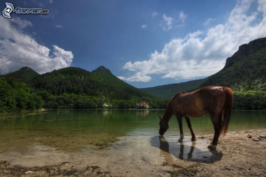 caballo marrón, lago, montañas