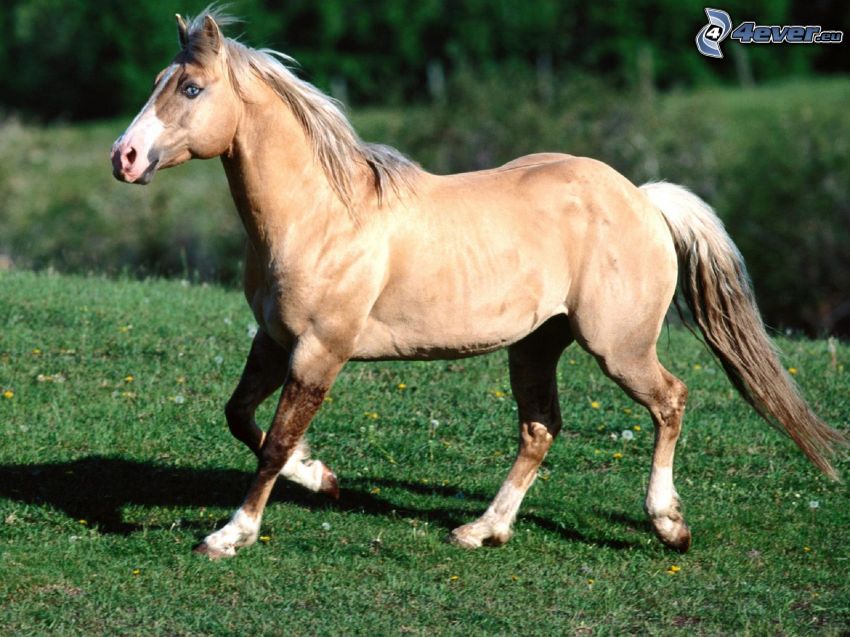 caballo marrón