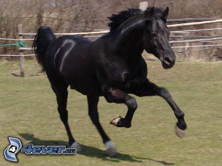 caballo negro, caballo corriendo, caballo semental, galope