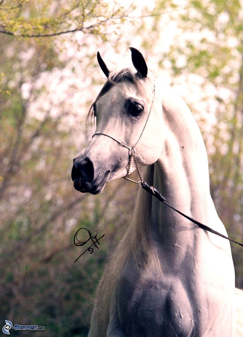 Caballo pura sangre árabe, caballo blanco