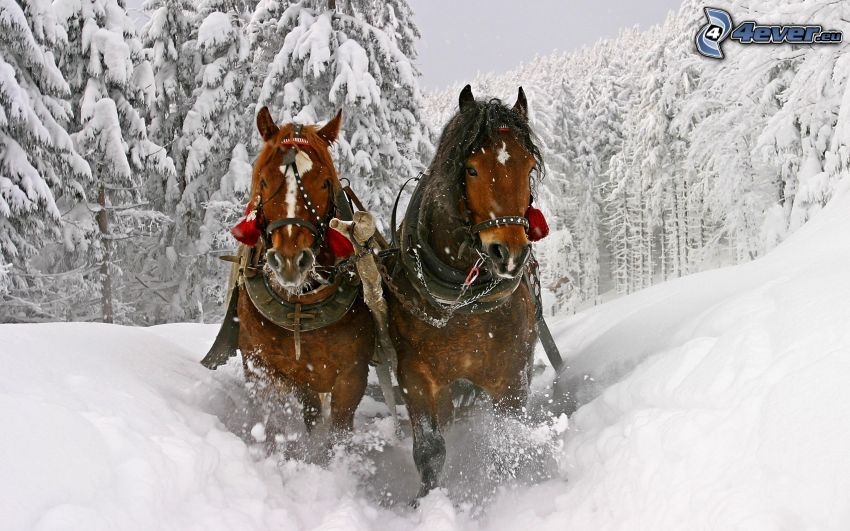 caballo y el carro, nieve, camino cubierto de nieve, bosque nevado