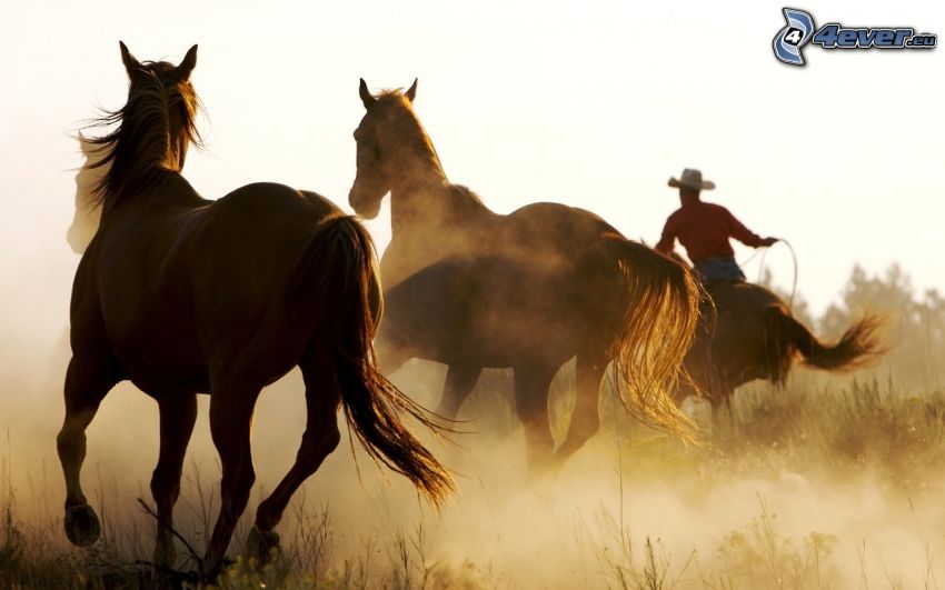 caballos, cowboy