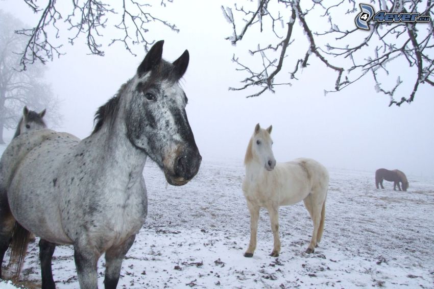 caballos, nieve
