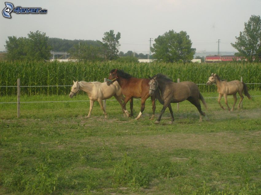 caballos en el corral, prado