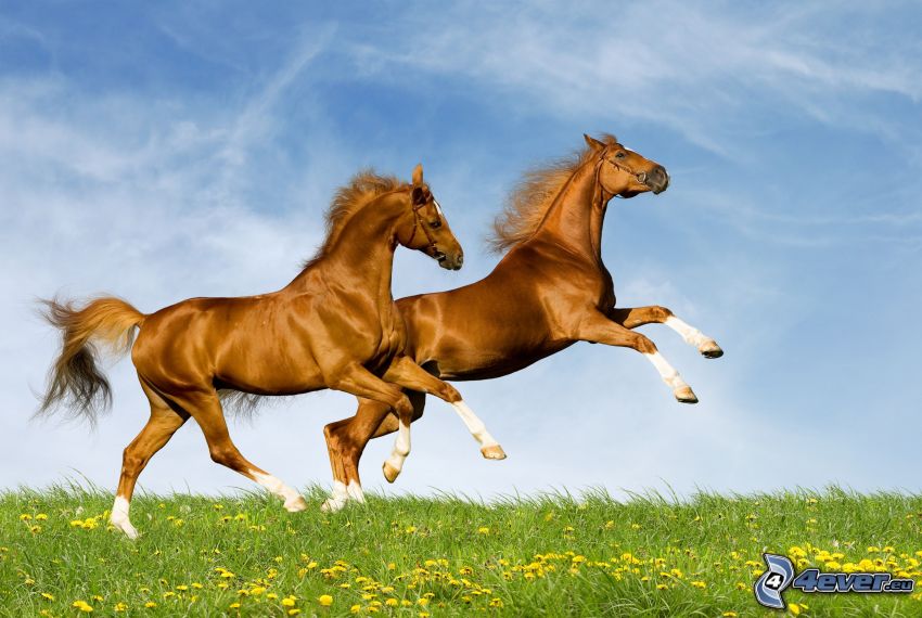 caballos en un prado, galope