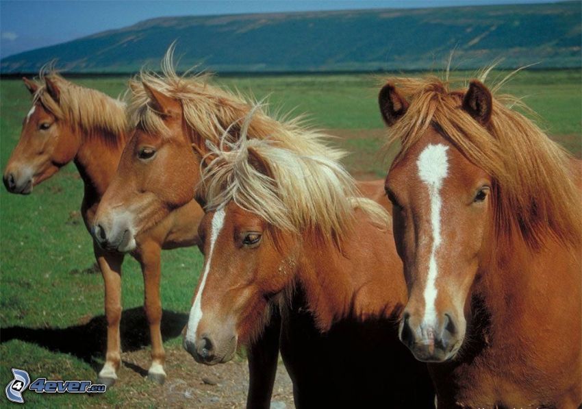 caballos en un prado