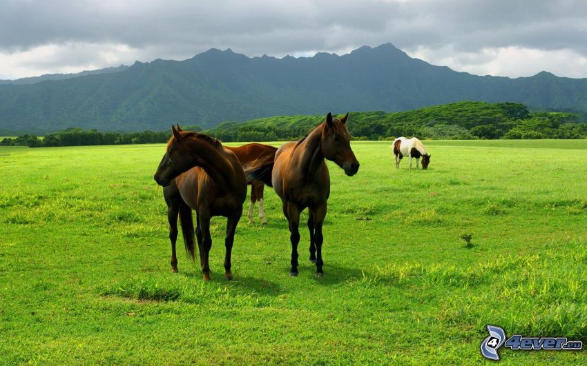 caballos en un prado