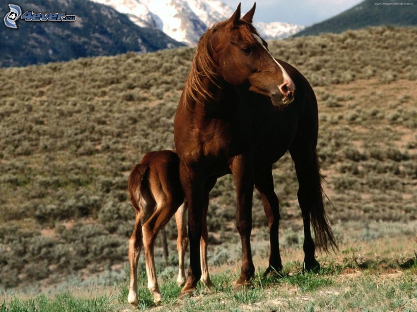 los caballos marrónes, potro, colina