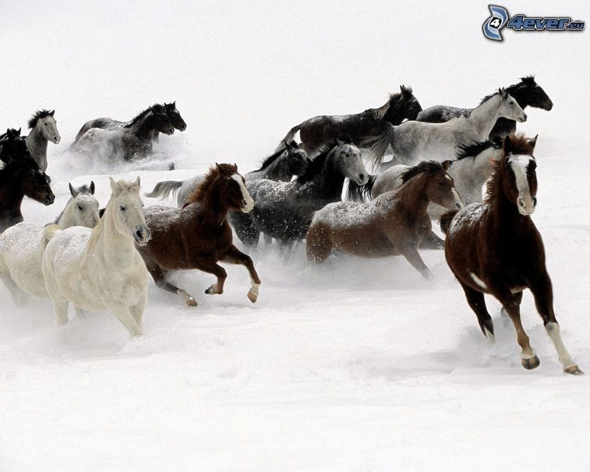 manada de caballos, carrera, nieve, invierno