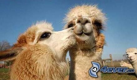 camellos, beso