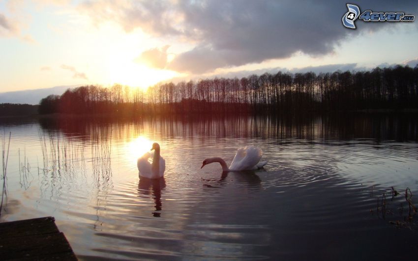 cisnes, puesta de sol sobre el lago
