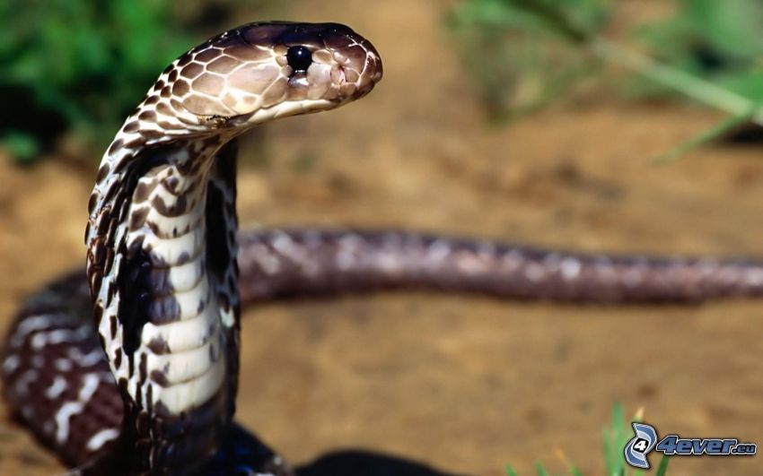cobra, serpiente
