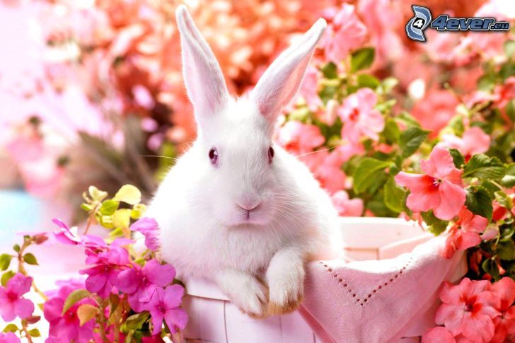 conejo, flores
