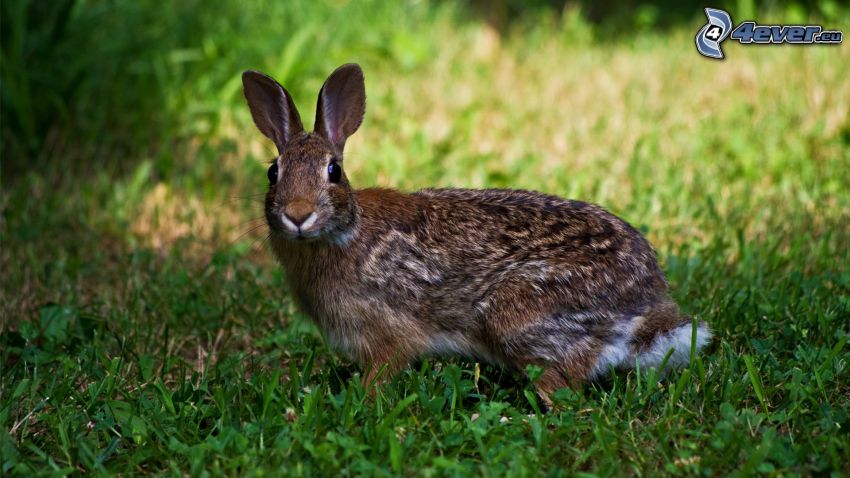 conejo en la hierba