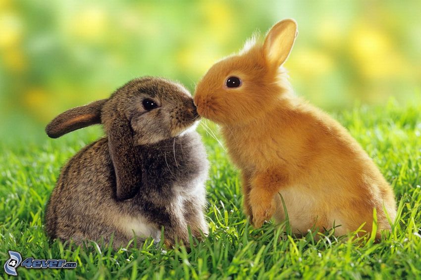 conejos, beso